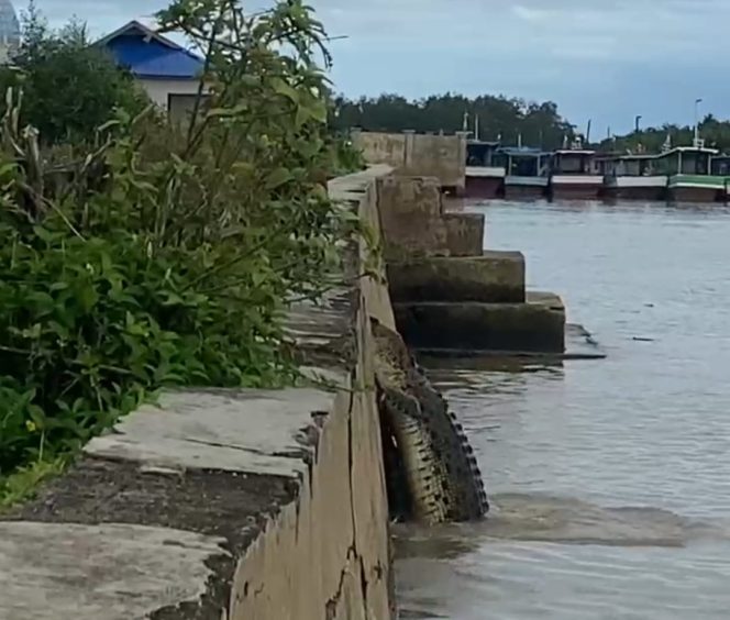 
					Geger, Seekor Buaya Dewasa Hendak Memangsa Kambing di Pinggir Sungai Batahan