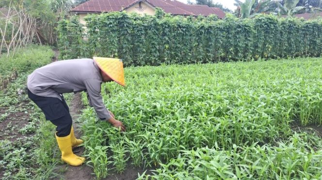 
					Dukung Ketahanan Pangan, Personil Polsek Sosa Aktif Cek Pekarangan Gizi