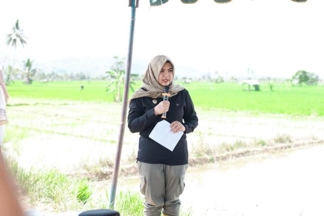 
					Pemkab Madina Targetkan Hasil Panen Padi per Hektare Capai 7,2 Ton