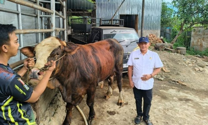 
					Kadis Pertanian Cek Sapi Kurban Bantuan Presiden Prabowo untuk Madina, Bobotnya 896 Kg