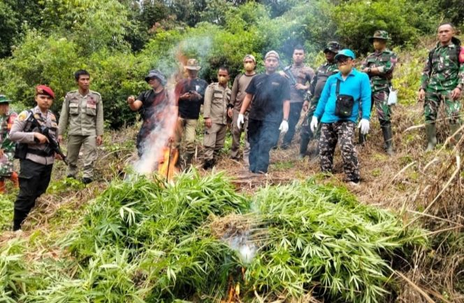
					BNNP, TNI-POLRI dan Tim Gabungan Musnahkan Ladang Ganja di Tor Sihite Madina