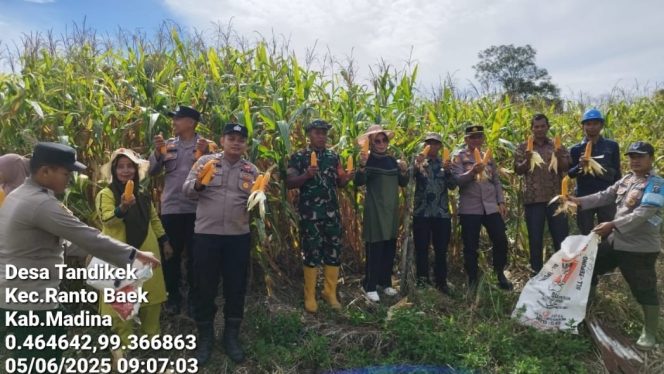 
					PT.TBS dan Forkopimcam Ranto Baek Panen Raya Jagung di Desa Tandikek