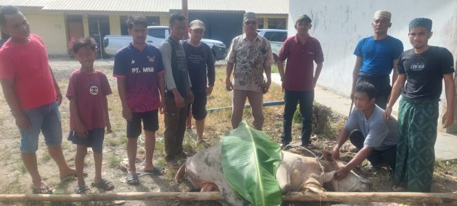 
					PT. MSB Sembelih Hewan Kurban Dan Bagikan Daging Ke Desa Sekitar