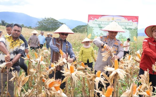 
					Perkuat Ketahanan Pangan Pemkab Tapsel Mengelar Panen Raya Jagung