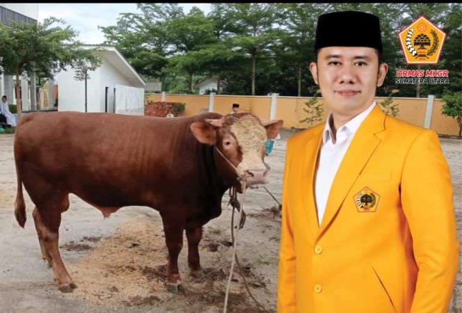 
					Momen Iduladha 1446 H, MKGR Sumut Berkurban 4 Ekor Sapi di Tiga Daerah