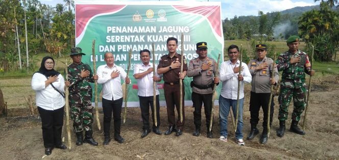 
					Forkopincam Kotanopan Gelar Tanam Jagung Serentak di Desa Tombang Bustak
