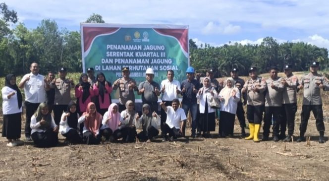 
					Dukung Ketahan Pangan, Kapolsek Linggabayu dan Pemdes Tandikek Gelar Tanam Jagung Serentak