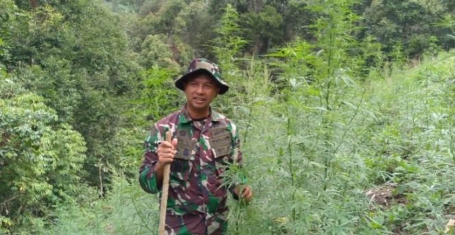 
					Dandim 0212/Tapsel Pimpin Operasi Pemusnahan 3 Ha Ladang Ganja di Tor Sihite