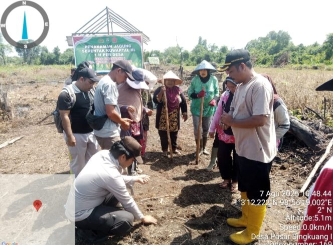 
					Penanaman Jagung Serentak Kuwartal lll di Desa Pasar Singkuang l