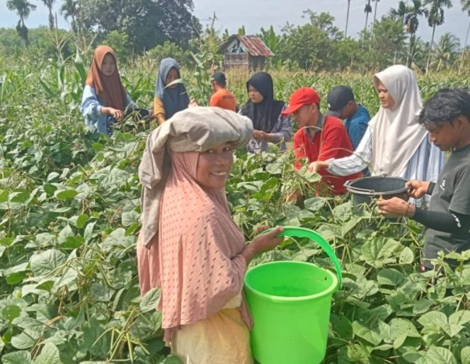 
					KKN STAIN Madina Terapkan Pola Tanam Tumpang Sari Untuk Meningkatkan Produksi