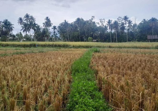
					Petani Harap Tim Monitoring Pemkab Madina Turun Cek Harga Gabah di Siabu