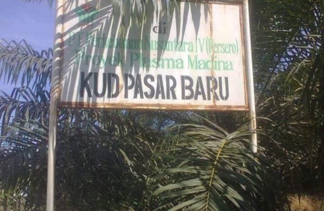 
					Pengurus KUD Pasar Baru Batahan Salurkan SHP Bulan Agustus @ Rp900 Ribu/ Kapling