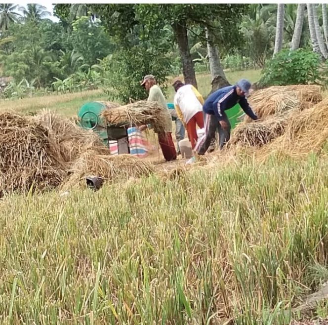 
					Harga Gabah di Siabu Bertahan Dibawah HET