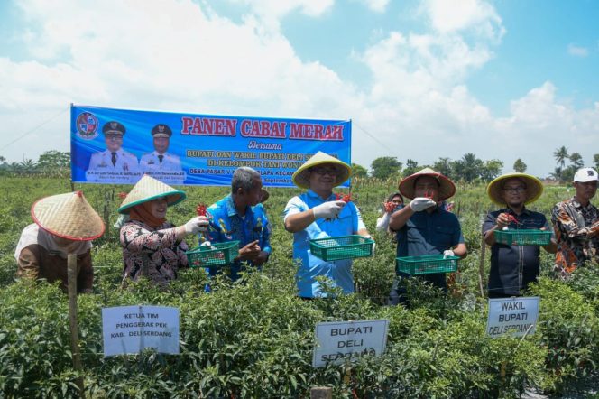 
					Panen Raya Cabai, Bupati Deli Serdang Sebut Petani Adalah Ujung Tombak Ketahanan Pangan