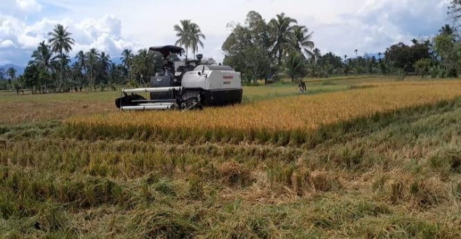
					Tengkulak Abaikan Intruksi Presiden,  Harga Gabah di Kecamatan Siabu Jauh Dibawah Harga