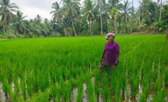 Harga Pupuk Bersubsidi Turun 20 %, Petani :  Terimakasih Pak Prabowo dan Pupuk Indonesia