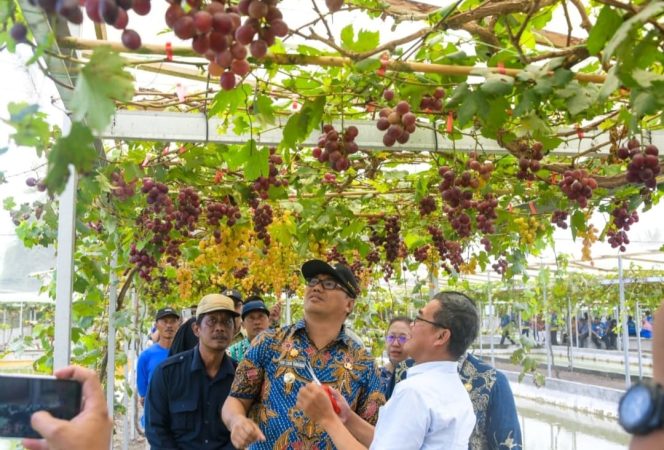 
					Bupati Deli Serdang Tanam Bawang Merah Perdana dan Tinjau Kebun Anggur