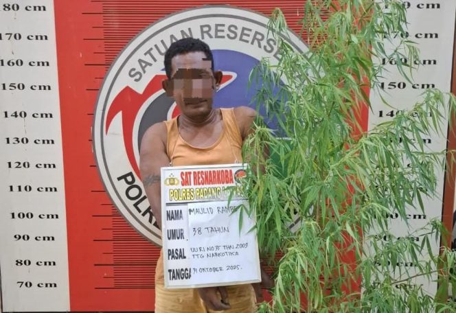 
					Berani Tanam Ganja di Pekarangan Rumah, Pria di Palas Diamankan Polisi