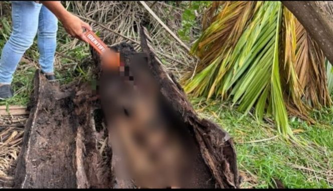 
					Terjebak Dua Tahun dalam Pohon Aren, Identitas Kerangka Akhirnya Teridentifikasi