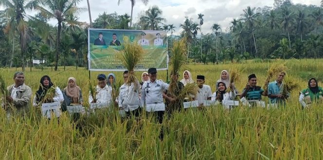 
					Dukung Program Ketahanan Pangan, Bupati Mandailing Natal Panen Raya di Panyabungan Timur