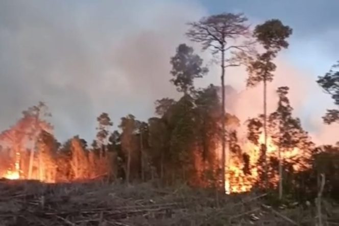 
					Tim Gabungan Berjibaku Padamkan 20 Hektar Hutan Produksi di Mandailing Natal