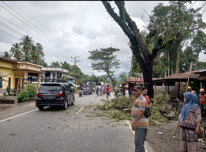 
					Warga Sihepeng Tebang Pohon Bahayakan Pengguna Jalan di Jalinsum