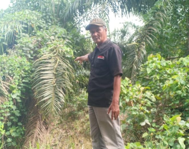 
					Blok 09 Q Afdeling 2 PTPN IV Unit Usaha Kebun Timur Jadi Sarang Hama