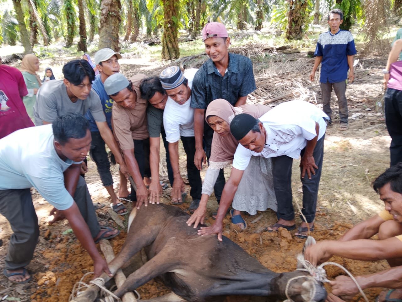 Hari Raya Idul Adha 1447 H Menejemen PTPN IV Unit Usaha Kebun Balap Sembelih 21 Ekor Sapi